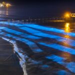 Spiagge bioluminescenti che si illuminano di notte: dove e perché succede il fenomeno della bioluminescenza