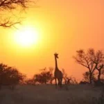 Vacanze a Contatto con gli Animali: Safari e Esperienze Uniche